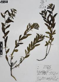 Lithospermum distichum image