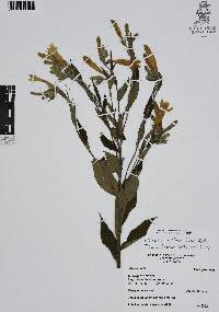 Macromeria longiflora image