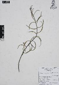 Lithospermum strictum image