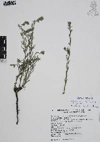 Moltkiopsis ciliata image