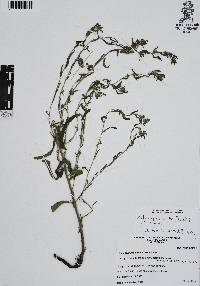 Moltkiopsis ciliata image