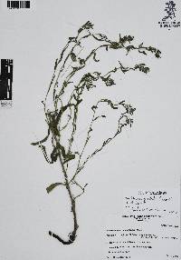 Moltkiopsis ciliata image