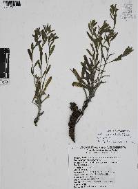 Moltkiopsis ciliata image