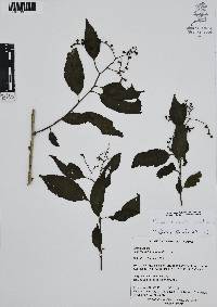 Myriopus maculatus image