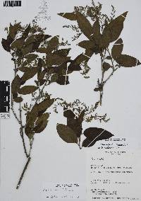 Tournefortia volubilis image