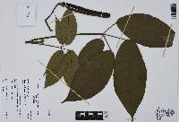 Tabebuia rosea image