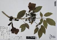 Tabebuia rosea image