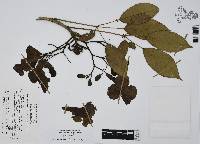 Tabebuia rosea image