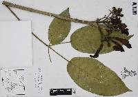 Tabebuia rosea image