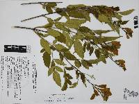 Tecoma stans image