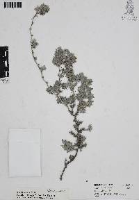 Tiquilia mexicana image