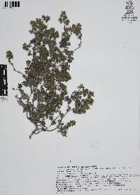 Tiquilia purpusii image