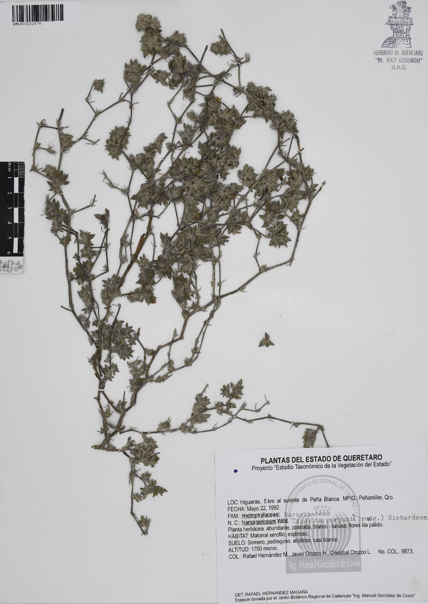 Tiquilia purpusii image