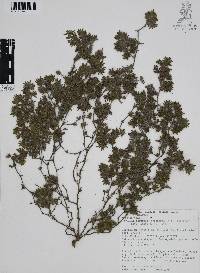 Tiquilia purpusii image