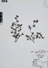 Tiquilia purpusii image