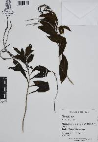 Tournefortia glabra image
