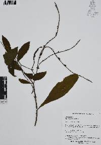 Tournefortia glabra image