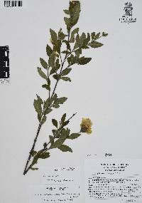 Varronia bullata image