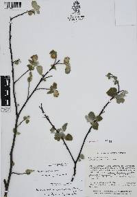 Varronia bullata image