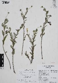 Varronia bullata image