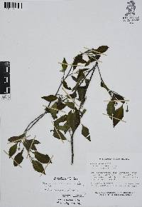 Varronia bullata image