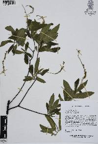 Cordia curassavica image