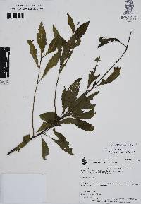 Varronia inermis image