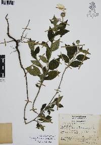 Varronia limicola image