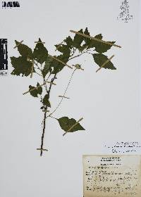 Varronia limicola image