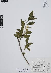 Varronia limicola image
