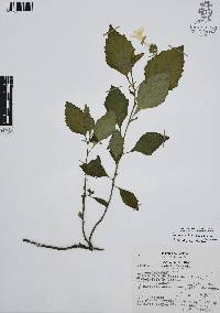Varronia limicola image