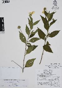 Varronia limicola image