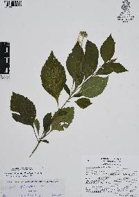 Varronia limicola image