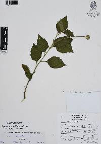 Varronia limicola image