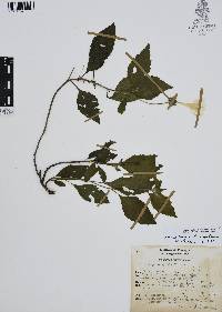 Varronia limicola image