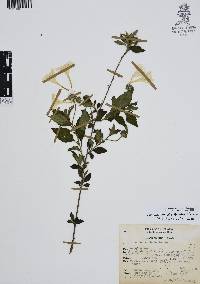 Varronia limicola image