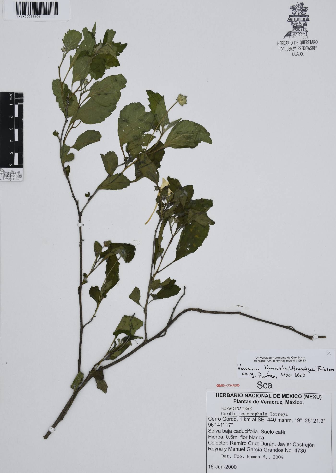 Varronia limicola image