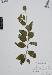 Cordia oaxacana image