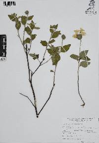 Cordia oaxacana image