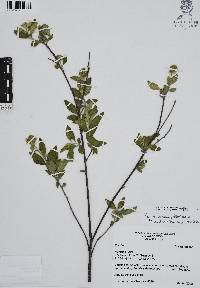 Cordia oaxacana image