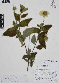 Cordia oaxacana image