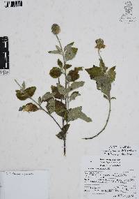 Cordia oaxacana image