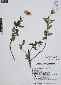 Cordia oaxacana image