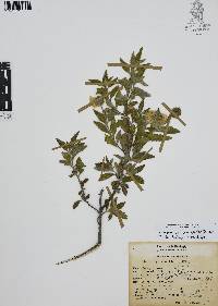 Cordia oaxacana image