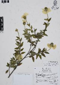 Cordia oaxacana image