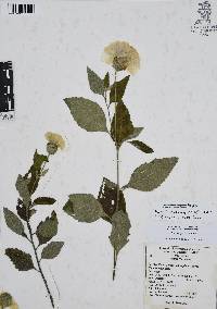 Cordia oaxacana image