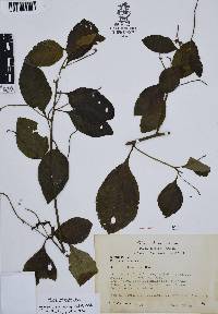 Varronia spinescens image