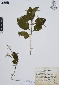 Varronia spinescens image