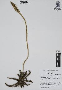 Aulosepalum pyramidale image