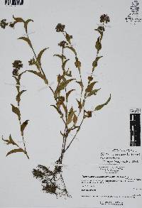Callisia purpurascens image